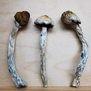 Buy Mountain Resort's Code Blue Magic Mushroom