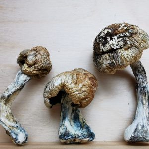 Buy Mountain Resort's Jedi Mind Fuck Magic Mushroom
