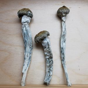 Mountain Resort - M100, Magic Mushroom, Order Online